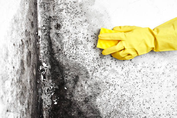 Best Crawl Space Mold Removal  in Oakland, FL