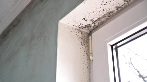 Mold Testing and Removal in Oakland, FL