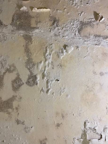 Best Mold Removal Company Near Me  in Oakland, FL
